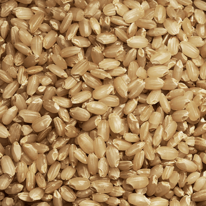 Organic Japonica Brown Rice (Tarabas Brown)